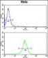 NAT13 Antibody (C-term)